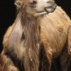 bactrian camel-5